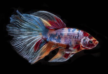 Siyah arka planda izole edilmiş bir betta balığının yakın çekimi.