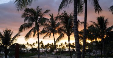 Gün batımında bulutların arkasında palmiye dallarından oluşan bir siluet..