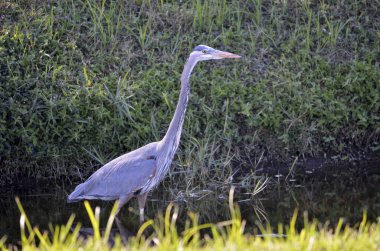 Güzel bir mavi balıkçıl görüntüsü sığ sularda, parlak güneş ışığında yeşil su bitkilerinin arasında duruyor.