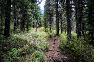 Ormandaki uzun yaprak döken ağaçların arasından huzurlu bir yol.