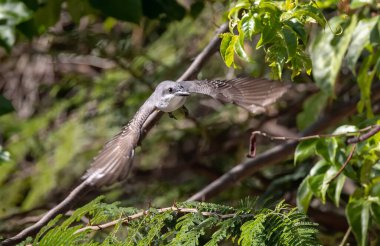 Gri Kral Sparrow 'un arka planda bulanık bir bahçede uçarken sığ bir odak noktası.