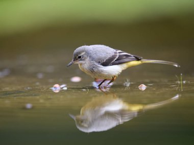 Üzerinde güzel bir yansıma olan bir dağ kuyruğu suyun üzerinde oturuyor.