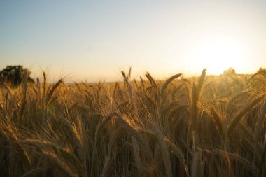 Gün batımında bulanık bir arpa tarlasının yatay görüntüsü. Yarı saha, yarı gün batımı ve iyi bir ruh hali..
