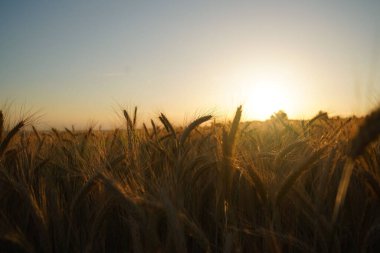 Gün batımında bulanık bir arpa tarlasının yatay görüntüsü. Yarı saha, yarı gün batımı ve iyi bir ruh hali..