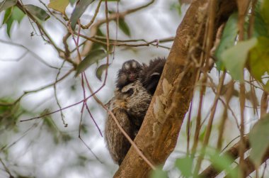 Ağaçta oturan küçük bir maymun.