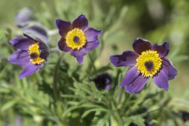 Bahçedeki mor çiçeklerin yakın çekimi (Pulsatilla montana)