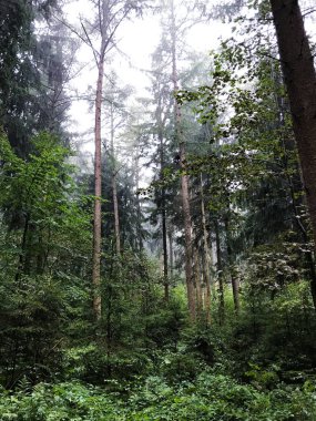 Ormandaki yeşil uzun ağaçların dikey görüntüsü.