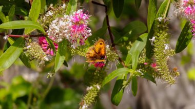 Çiçeklerin üzerindeki kahverengi güzel bir kelebeğin yakın çekimi.