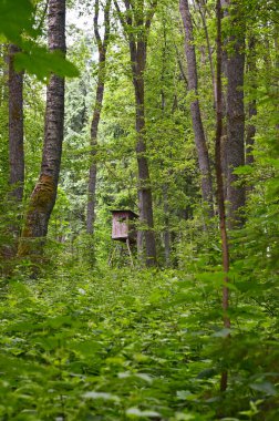 Yoğun ormandaki av kulesinin dikey görüntüsü.