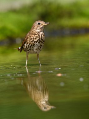 Sudaki bir şarkının seçici odak noktası, yansıması sakin su yüzeyi.