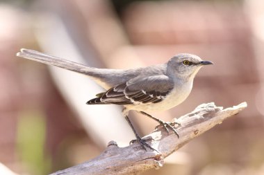 Dal üzerinde tüneyen alaycı bir kuşun seçici odak noktası.