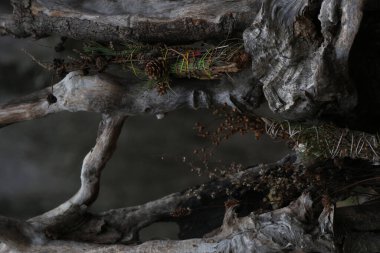 Küçük koni ve böğürtlen yığınları ile ağaç dallarının dikey yakın bir görüntüsü.