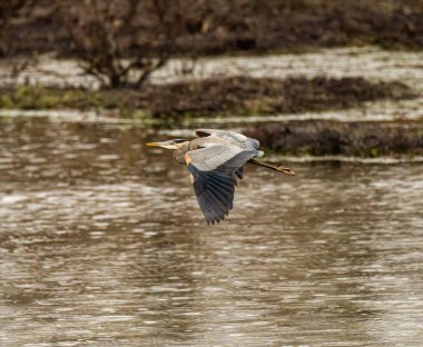 Gündüz vakti gölün üzerinde uçan büyük mavi balıkçılın yan görüntüsü.