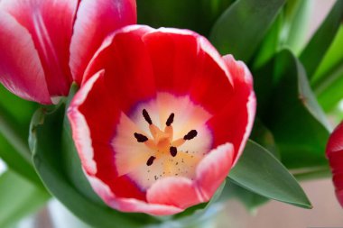 Bahçedeki lalelerin üst manzarası.