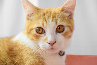 Metal yakalı sevimli bir Cava kedisi kameraya bakıyor.