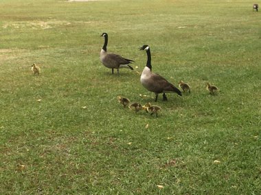 Kaz otların üzerinde yakın plan bir çekim
