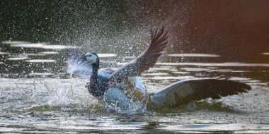 İsviçre, Basel 'de bir kaz rahibeyle dövüşen bir kaz (Mısırlı kaz)