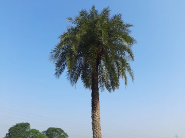Bahçedeki gümüşten yapılmış hurma ağacı. Phoenix Sylvestris olarak da bilinir. Gümüş hurma, Hint hurması, şeker hurması veya yabani palmiye..