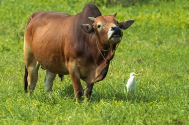Bir inekle beyaz bir kuşun yeşil çimlerin üzerinde yan yana durduğu yakın plan.