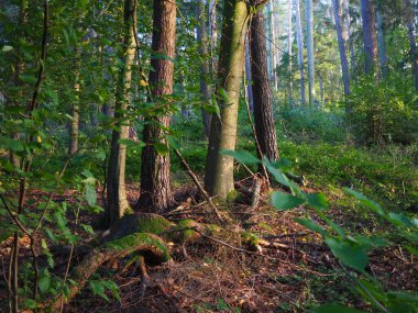 Güzel bir ağaç gövdesi görüntüsü bahçede yosun ve ormandaki çimenler ve bitkiler.