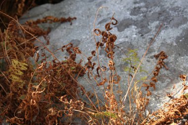 Sonbahar ormanındaki kuru bitkilerin yakın çekimi.