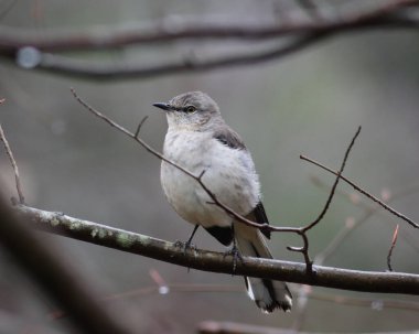 Dal üzerinde tüneyen alaycı bir kuşun seçici odak noktası.
