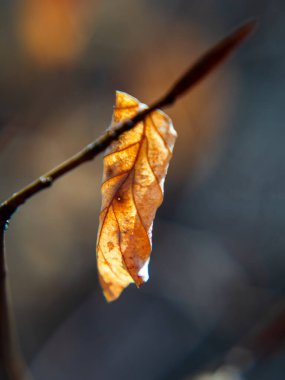 Bir dalın üzerindeki kuru bir yaprağın dikey yüzeysel odak görüntüsü