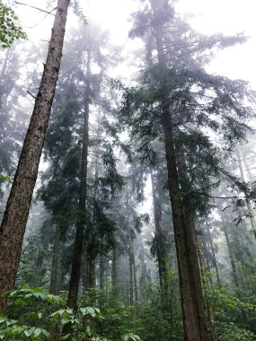 Ormandaki yeşil uzun ağaçların dikey görüntüsü.