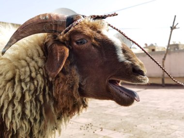 Çatıda tek bir koyun duruyor.