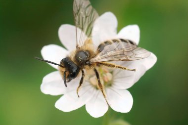 Erkek bir sarı bacaklı maden arısı, Andrena Flavipes, bahçedeki beyaz sardunya pirenaicum çiçeğinin ikinci nesli.