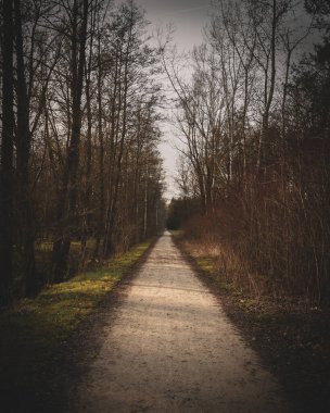 Büyük ağaçlarla kaplı bir parkta güzel bir manzara.