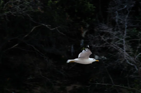 Gulbent Mås Som Flyger Genom Mörk Skog — Stockfoto