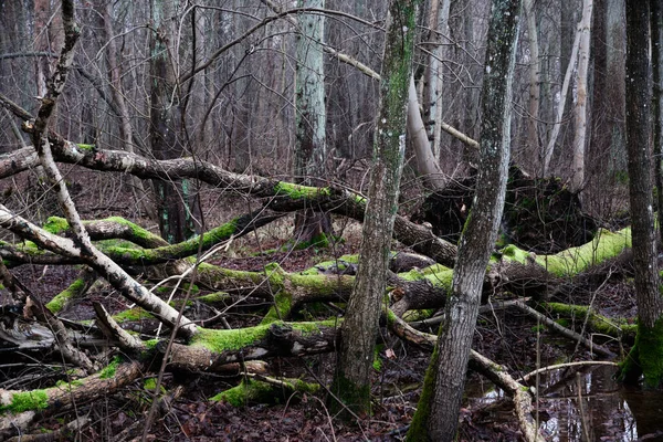 Uma Vista Árvore Quebrada Coberta Com Musgo Floresta — Fotografia de Stock