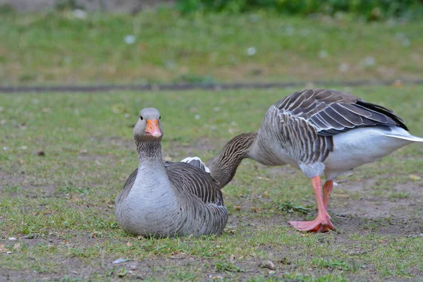 Close Greylag Geese Sitting Ground Farm — Stock Photo, Image