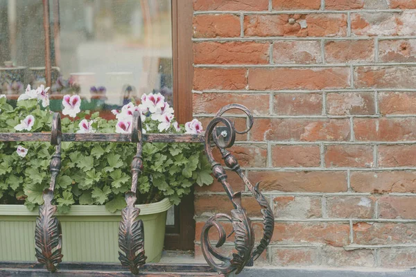 Closeup Shot Beautiful Potted Flowers Growing Windowsill Outdoors — Stock Photo, Image