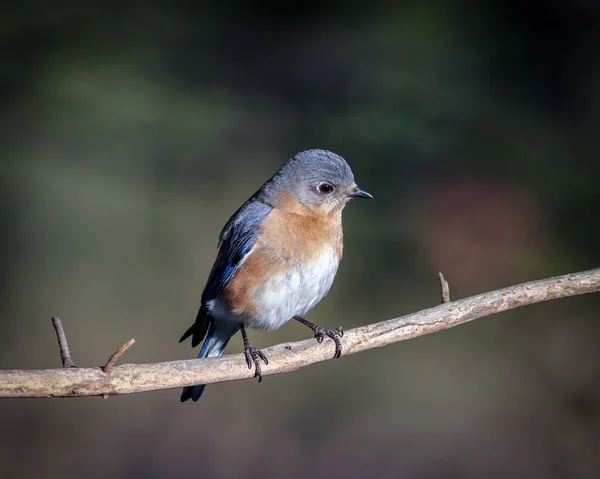 Une Prise Vue Sélective Une Grive Perchée Sur Une Brindille — Photo