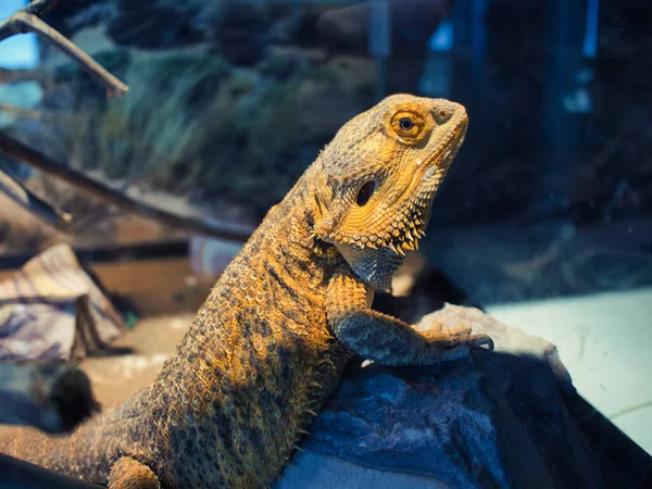 Dragón Barbudo Museo Prairiefire Overland Park Kansas — Foto de Stock