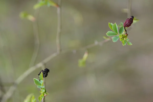 Primer Plano Vertical Frutos Secos Rosa Mosqueta Una Rama Vegetal — Foto de Stock