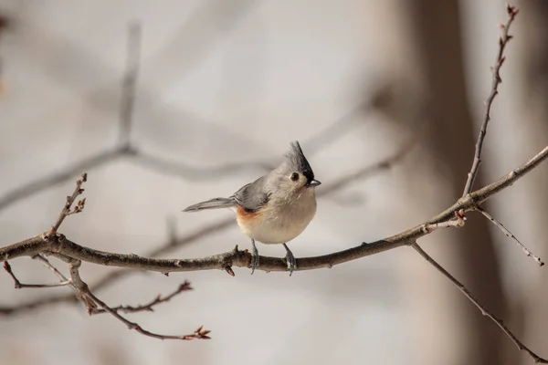 Closeup Shot Cinereous Tit Perched Branch — стоковое фото