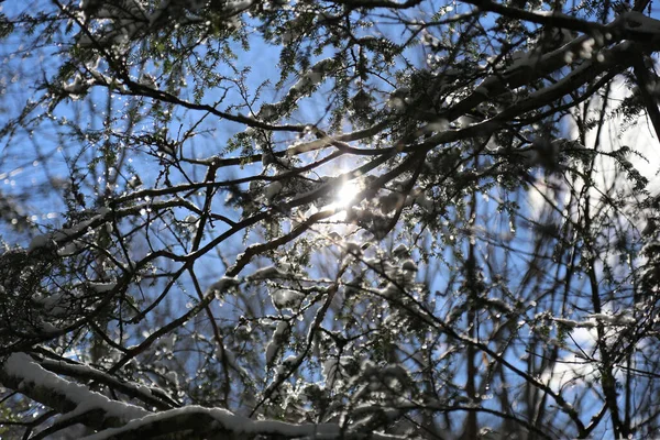 Une Sélection Branches Dans Fonte Des Neiges Sous Soleil — Photo