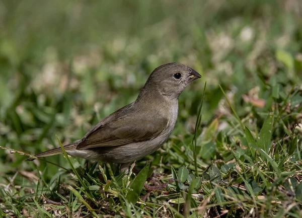 Närbild Skott Dull Färgad Gräs Sluta Stående Gröna Gräs Trädgården — Stockfoto