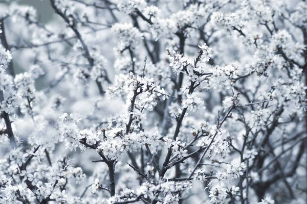 Gros Plan Belle Prunus Spinosa Fleurs Plante Épine Noire Fond — Photo