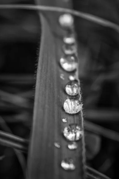 Tiro Vertical Gotas Água Uma Lâmina Grama Fundo Desfocado — Fotografia de Stock