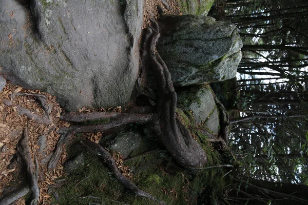 Tiro Vertical Grandes Rochas Raízes Árvores Floresta — Fotografia de Stock