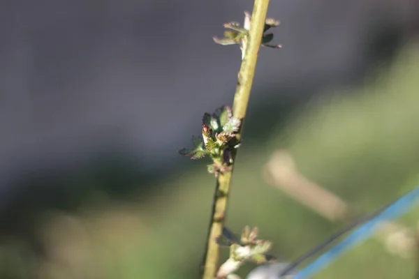 Selective Focus Plant Buds Stem Blooming Sunlight Spring Day — Stock Photo, Image