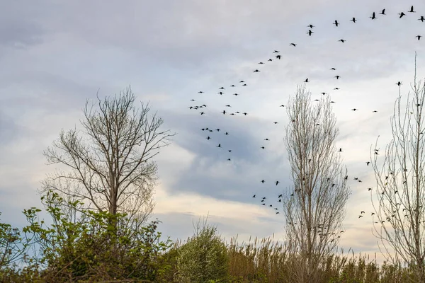 Una Bandada Pájaros Sobrevolando Campo — Foto de Stock