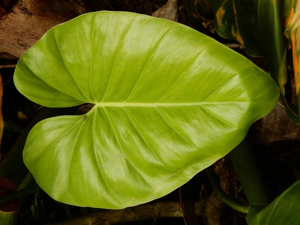 Primo Piano Verticale Una Grande Foglia Verde — Foto Stock