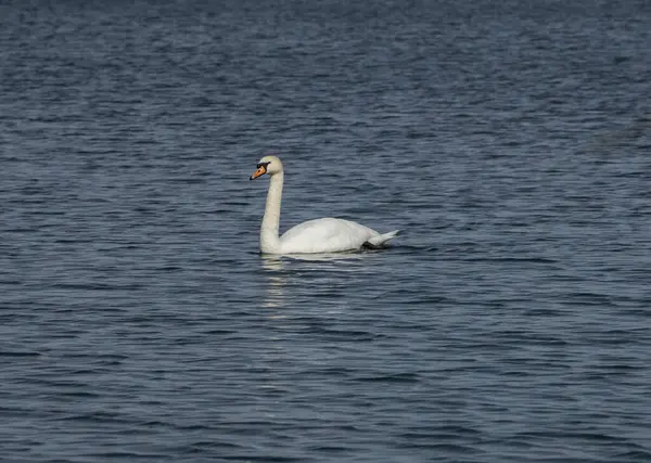 水面に浮かぶ美しい白無声白鳥 — ストック写真