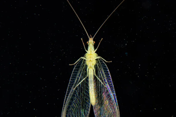 Lacewing Verde Comum Janela Contra Céu Escuro Basileia Suíça — Fotografia de Stock