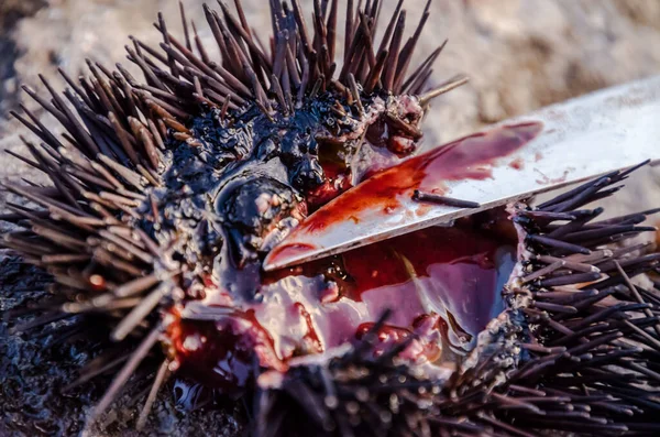 Deniz Kestanesi Rock Yakınındaki Ocean Arka Plan Üzerinde — Stok fotoğraf